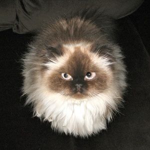 Meet your Posher, Liz